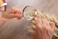 The agronomist used a magnifying glass to carefully study and analyze the output of new wheat that year Royalty Free Stock Photo