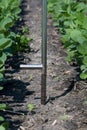 Agronomist Using a Tablet in an Agricultural Field