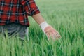 Agronomist walking through green wheat field and examining plantation Royalty Free Stock Photo