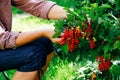 Agronomist woman picking red currant, ribes rubrum, from a redcurrant bush