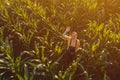 Agronomist woman using tablet computer in corn field Royalty Free Stock Photo