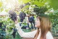 Agronomist Woman winemaker checking grapes in vineyard Royalty Free Stock Photo