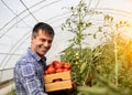 Young male farmer in greenhouse holding wooden crate with tomatoes smiling Royalty Free Stock Photo