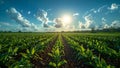 Agronomists use mobile internet to test new cultivation methods for sugarcane. Concept Agricultural