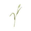 Agropyron grass. Wheatgrass on stem with leaf. Botany drawing of wild field herbaceous plant. Botanical flat vector