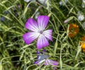 Agrostemma githago in the spring Royalty Free Stock Photo