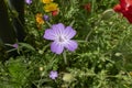 Agrostemma githago flower close up