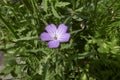 Agrostemma githago flower close up