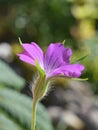 Agrostemma githago pink flower common corn-cockle Royalty Free Stock Photo