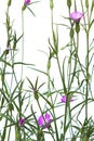 Agrostemma githago is a slender pink flower