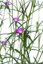 Agrostemma githago is a slender pink flower