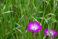 Close up of Agrostemma githago flowers in the garden.