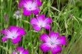 Close up of Agrostemma githago flowers in the garden.