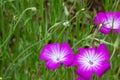 Close up of Agrostemma githago flowers in the garden. Royalty Free Stock Photo