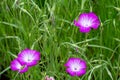 Close up of Agrostemma githago flowers in the garden.