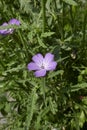 Agrostemma githago flower close up
