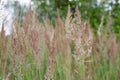 The Agrostis (bentgrass) Royalty Free Stock Photo