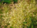 Agrostis capillaris, the common bent, colonial bent, or browntop, the grass family. Abstract nature background
