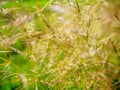 Agrostis capillaris, the common bent, colonial bent, or browntop, the grass family. Abstract nature background