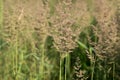 Agrostis capillaris, common bent grass closeup selective focus