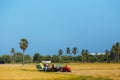 Rice field on blue sky background