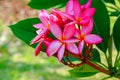 Agroup pink plumaria. Royalty Free Stock Photo