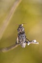 Agrypnus murinus, a species of click beetle Royalty Free Stock Photo