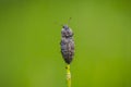 Agrypnus murinus, a species of click beetle Royalty Free Stock Photo