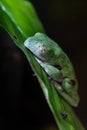 Agua Rica Leaf Frog