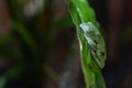 Agua Rica Leaf Frog
