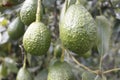 Aguacate Hass Royalty Free Stock Photo