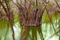 Aguada cenote in mexico Mayan Riviera jungle Royalty Free Stock Photo