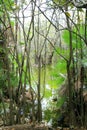 Aguada cenote in mexico Mayan Riviera jungle Royalty Free Stock Photo