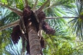 Aguaje, a superfruit growing in the Amazon rainforest near Iquitos, Peru