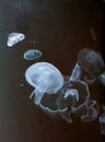 jellyfish sea, moon jellyfish species