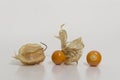 Aguaymanto - Physalis peruviana - Golden Berry still life