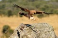 Aguila imperial aterrizando Royalty Free Stock Photo