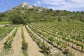 Aguilar castle and vineyard