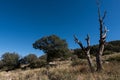 An Aguirre Springs, N.M. desert vista. Royalty Free Stock Photo