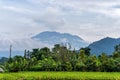 Agung volcano eruption view near rice fields, Bali Royalty Free Stock Photo