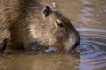 Aguti Dasyprocta leporina Royalty Free Stock Photo