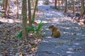 Aguti sitting on the ground in shadow of trees. Royalty Free Stock Photo