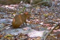 Aguti sitting on the ground in shadow of trees. Royalty Free Stock Photo