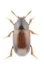 Agyrtes castaneus