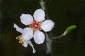 Ah those cherry blossoms... Royalty Free Stock Photo