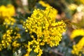 Grapes Oregon, Mahonia aquifolium blooms in the spring garden. Useful plant. Homeopathy. Flowers mahonia closeup Royalty Free Stock Photo