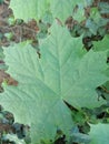 Ahorn leaves