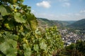 Village of Dernau in Germany`s Ahr Valley seen through grapevines