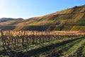 Ahr valley vineyards one year before the flood