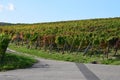 Bad Neuenahr-Ahrweiler, Germany - 10 19 2020: Vineyard road in autumn, Ahrtal Royalty Free Stock Photo
